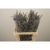 Lavendula Blue Fresh Per Bunch