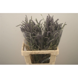 Lavendula Blue Fresh Per Bunch