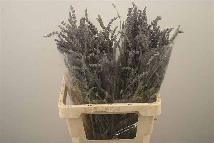 <h4>Lavendula Blue Fresh Per Bunch</h4>