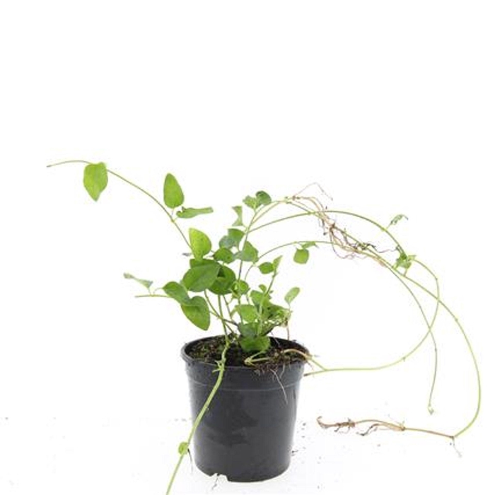 <h4>Vinca major</h4>