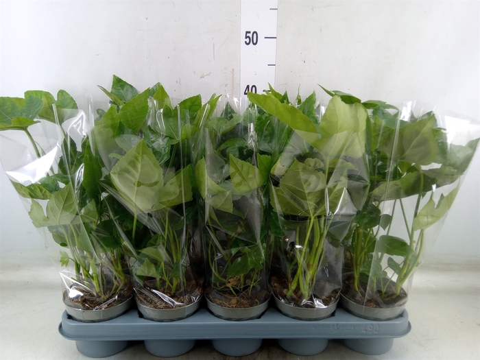 <h4>Fatsia japonica   ...</h4>