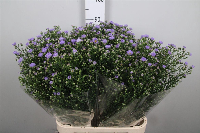 <h4>Aster Cassandra</h4>