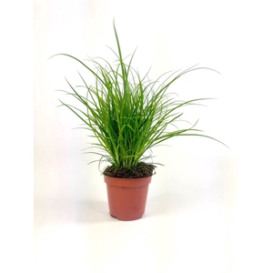 Carex brunnea