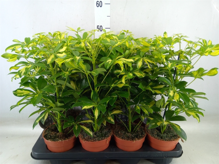 <h4>Schefflera arbor. 'Gerda'</h4>