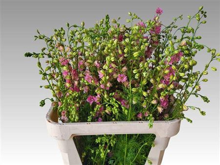 <h4>Delphinium Aj Overig</h4>