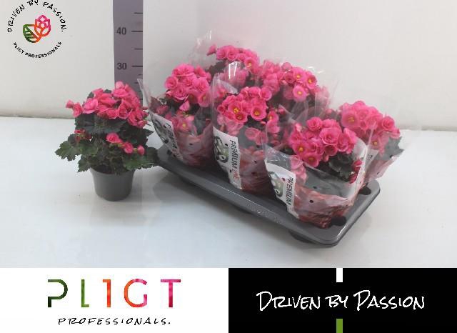 <h4>BEG HL ADONIA PINK</h4>