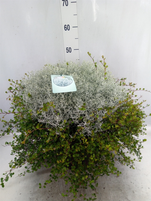 <h4>Leucophyta  'Silvercalos' [Calocep]</h4>