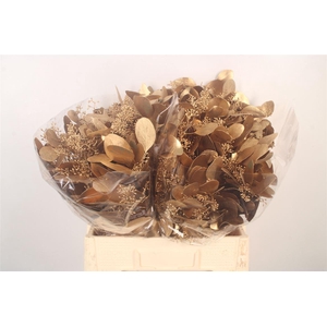 Euca Populus Berry V Ant. Gold