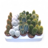 Cactus Column Mix (5spc.)