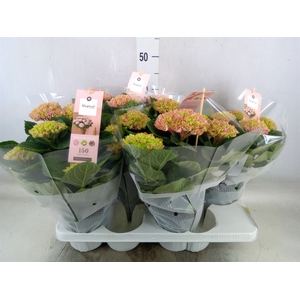 Hydrangea mac. 'Magical Revolution'