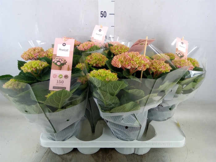 <h4>Hydrangea mac. 'Magical Revolution'</h4>