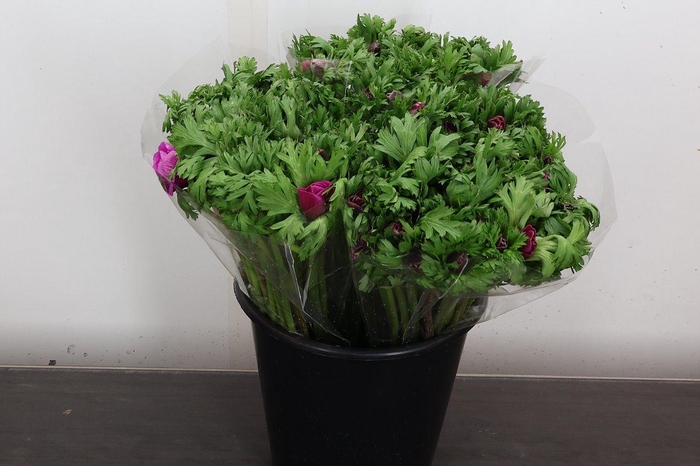 <h4>Anem It Hot Pink</h4>