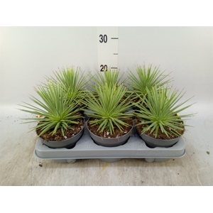Agave stricta 'Nana'