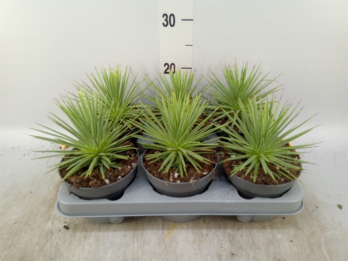 <h4>Agave stricta 'Nana'</h4>