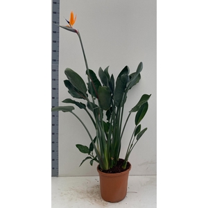 STRELITZIA REGIN BL
