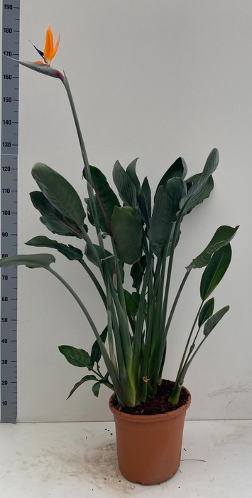 <h4>STRELITZIA REGIN BL</h4>