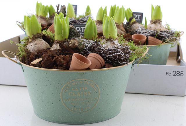 <h4>ARR HYACINTH</h4>