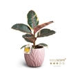 FICUS ELASTICA P10 BELIXE LEAF ROSA