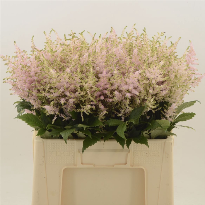 <h4>Astilbe Europa</h4>