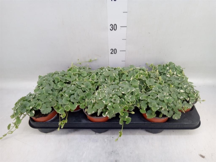 <h4>Nepeta   ...</h4>