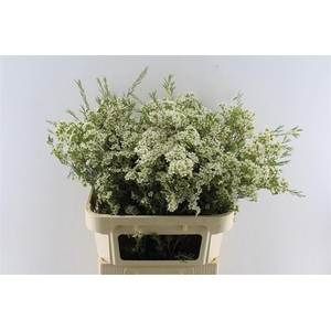 Chamelaucium Jupite Moon