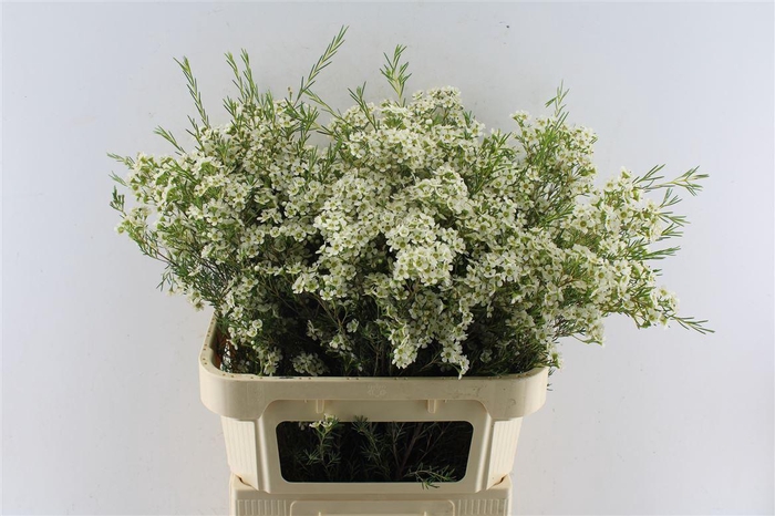 <h4>Chamelaucium Jupite Moon</h4>