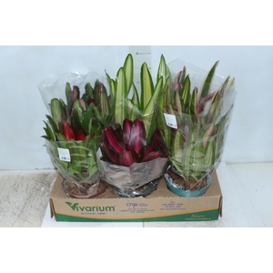 NEOREGELIA VARIADA P14