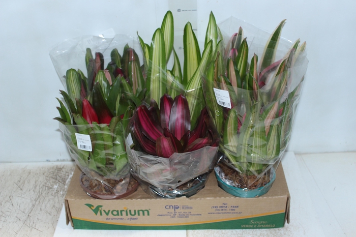 <h4>NEOREGELIA VARIADA P14</h4>