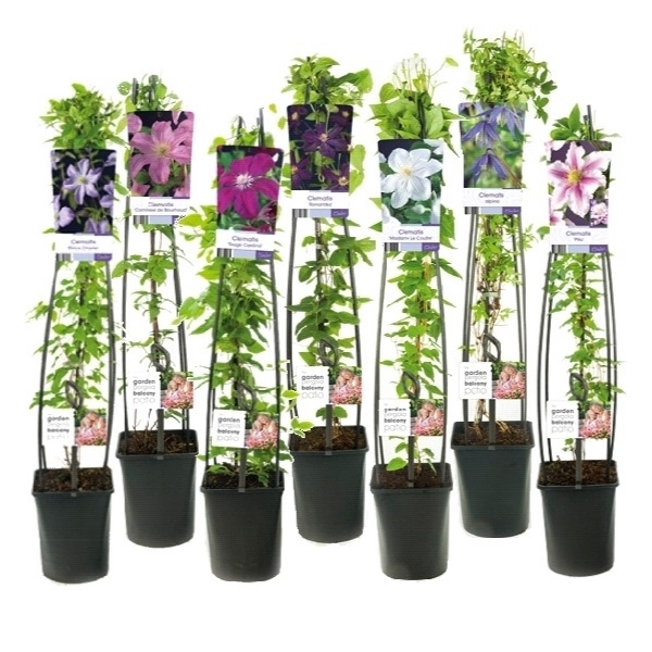 <h4>Mixtray Clematis +light label</h4>