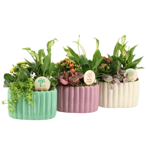 Arr.   Planten L%
