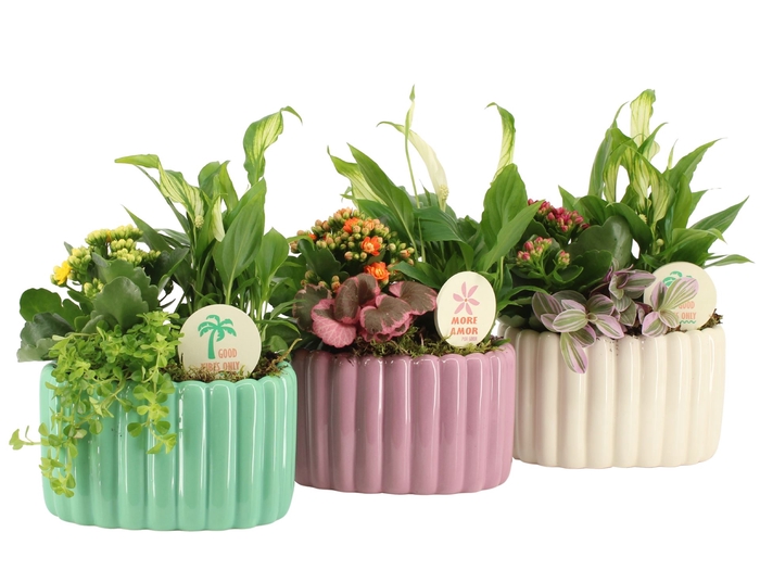 Arr.   Planten L%