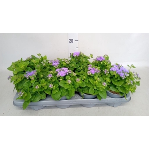 Ageratum hous. 'Artist Basso Blue'