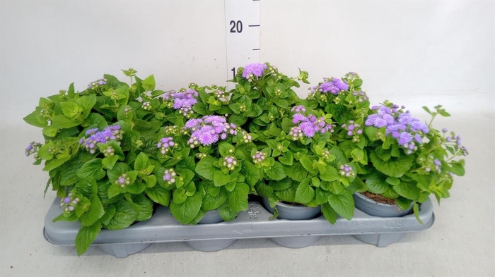 <h4>Ageratum hous. 'Artist Basso Blue'</h4>