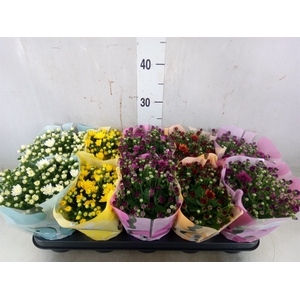 Chrysanthemum  'Milkshake'  ...mix