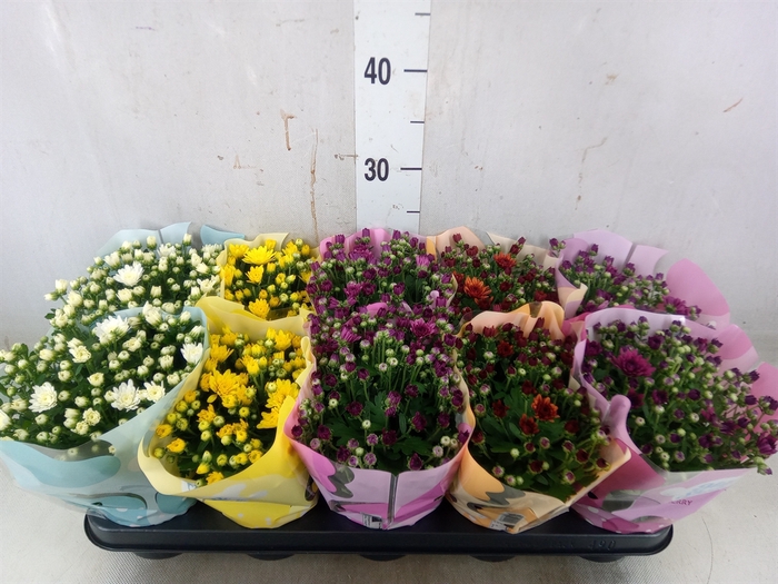 <h4>Chrysanthemum  'Milkshake'  ...mix</h4>