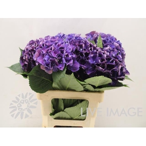 Hydrangea royal king