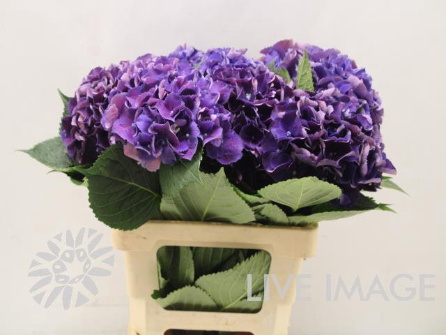 <h4>Hydrangea royal king</h4>