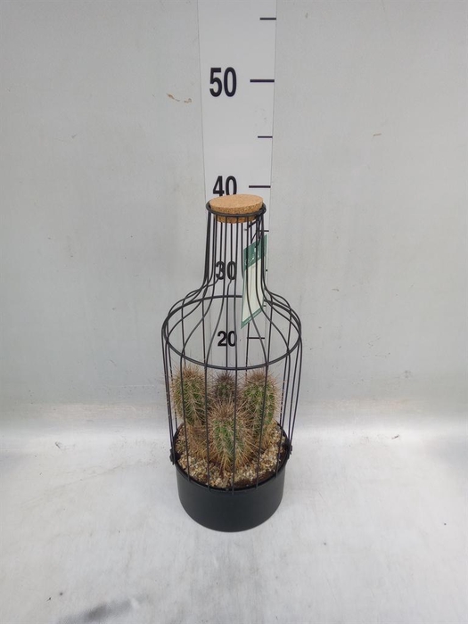 <h4>Arr.  Cactus H%</h4>