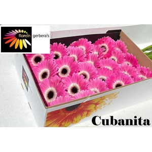 GE GR CUBANITA