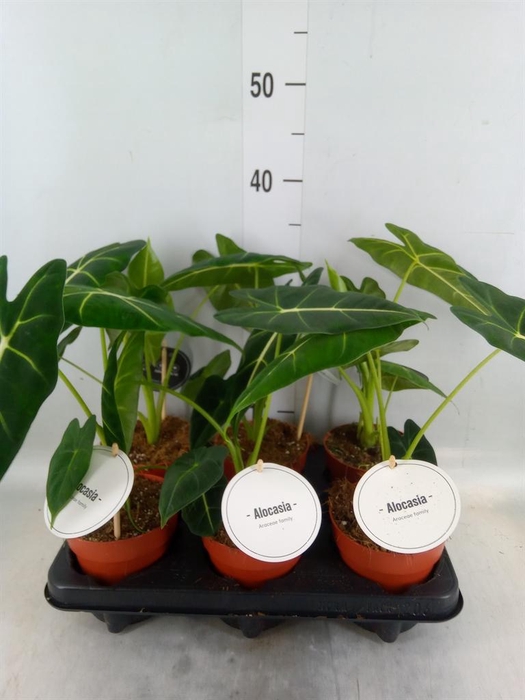 <h4>Alocasia   ...</h4>