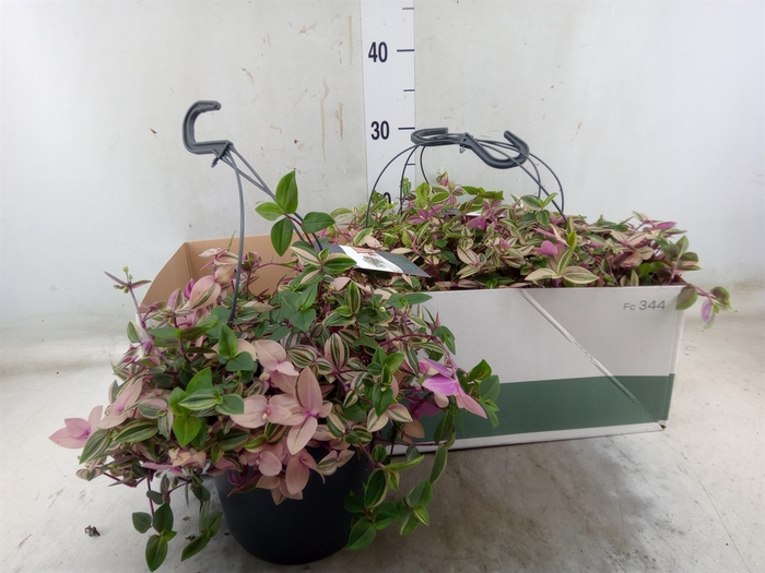 <h4>Tradescantia multiflora</h4>