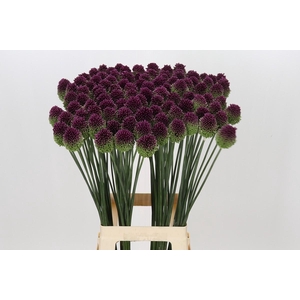 Allium Sphaerocephalon