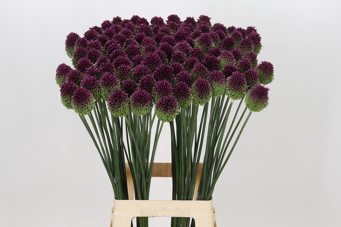 <h4>Allium Sphaerocephalon</h4>