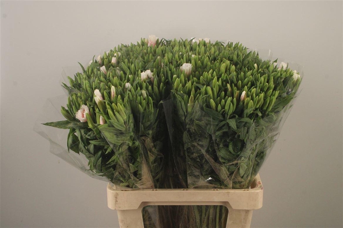 <h4>Clarkia Am Gr Pink</h4>