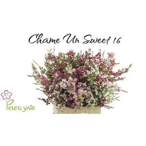 CHAME UN MY SWEET 16