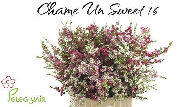 <h4>CHAME UN MY SWEET 16</h4>