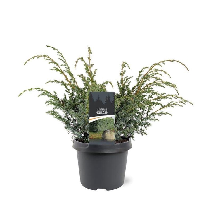 <h4>Juniperus chinensis Blue Alps</h4>