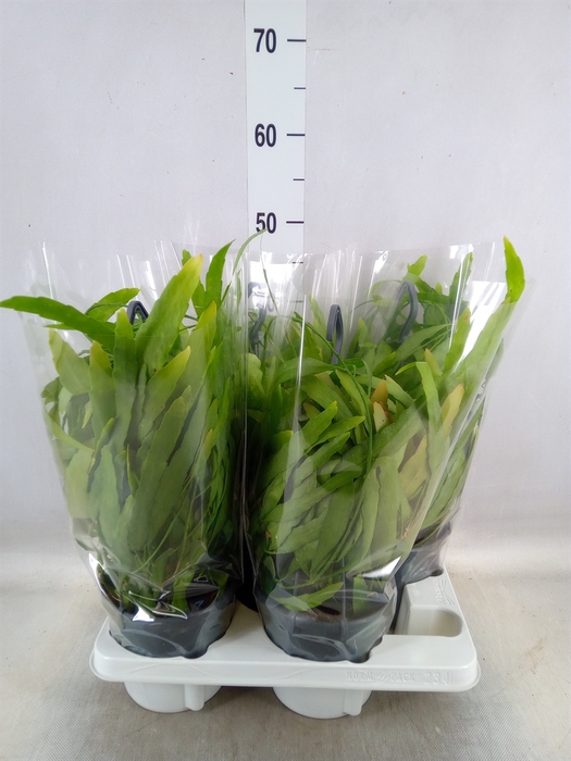 <h4>Pseudorhipsalis ramulosa</h4>