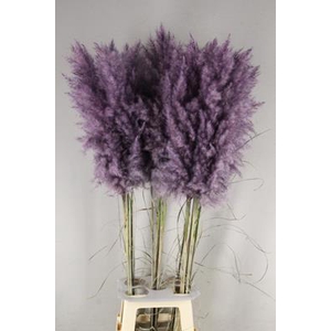 Df Pampas 115cm Aubergine