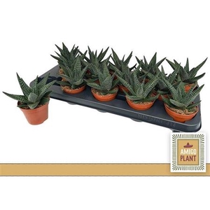 x Gasterhaworthia 'Royal Highness'